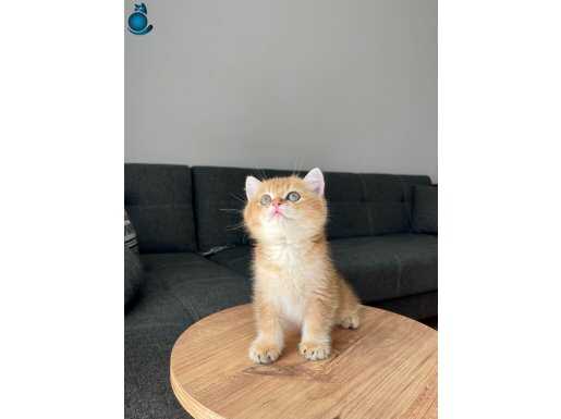 oyuncu golden british shorthair yavru