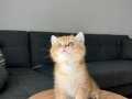 oyuncu golden british shorthair yavru