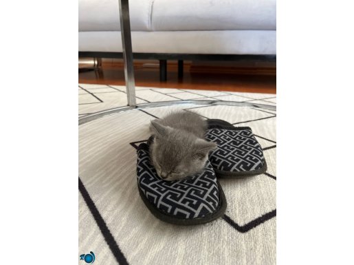 6 haftalık evde büyümüş 