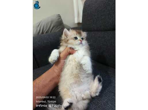 Satılık kedi