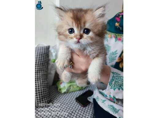 3 cins kedi 48 günlükler daha 