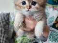 3 cins kedi 48 günlükler daha 