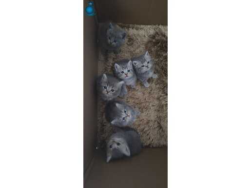 5 dişi bebekler yeni yuvalarini arıyor 