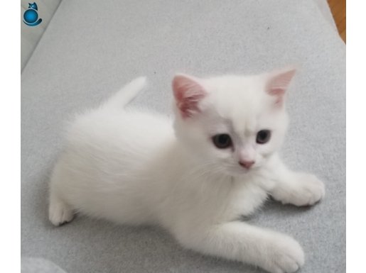 British Beyaz Yavru Kediler