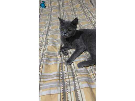 Kedimi sahiplendirmek istiyorum 