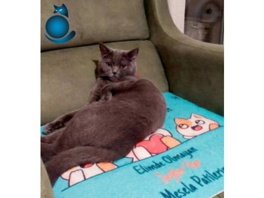 15 aylık safkan dünya güzeli bir kız