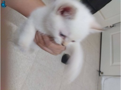 50 günlük wc egitimli dış pazaritli dünyalar tatlısı foldlar