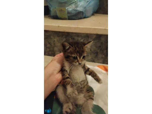 Bu küçük kediyi sahiplenmek isteyen var mııı 