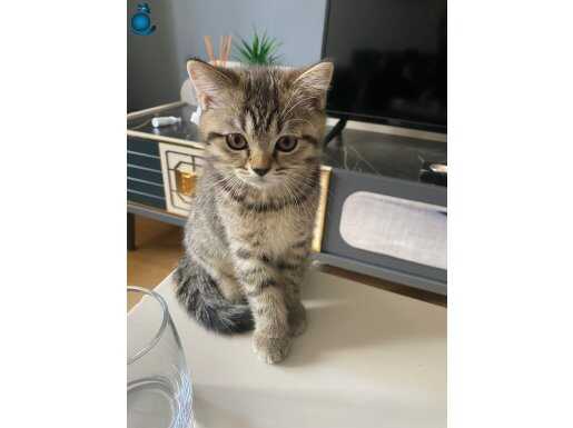 3 AYLIK BRİTİSH (2 tane)