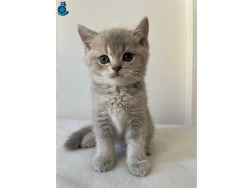 Malzemeleriyle Beraber British Longhair Silver Yavru