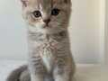 Malzemeleriyle Beraber British Longhair Silver Yavru