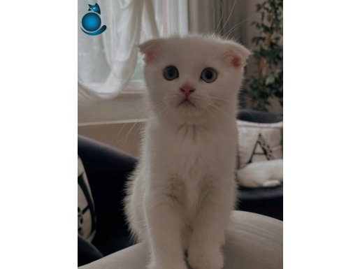 Kar beyazı yavru kedimiz 