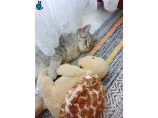 British shorthair tatlı ve oyuncu kedi