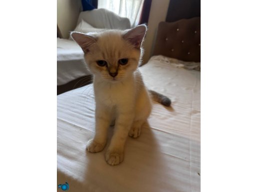 3 aylık yavrularımız yeni ailesini bekliyor 