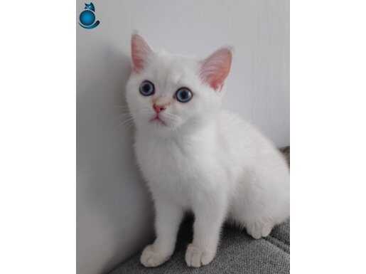 4aylık blue point british short hair