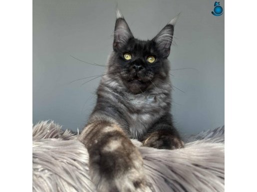XXL Ust kaliteli maine coon mevcut 