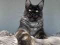 XXL Ust kaliteli maine coon mevcut 