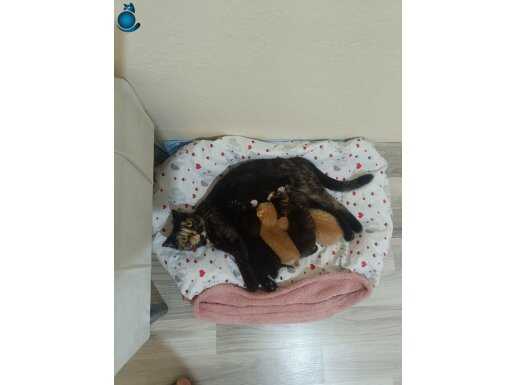 Sürpriz doğumla 6 kedili bir anneanne oldum