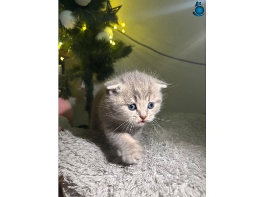 1,5 Aylık Gri (Scottish) 