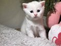 1,5 AYLIK BEYAZ (BRİTİSH)