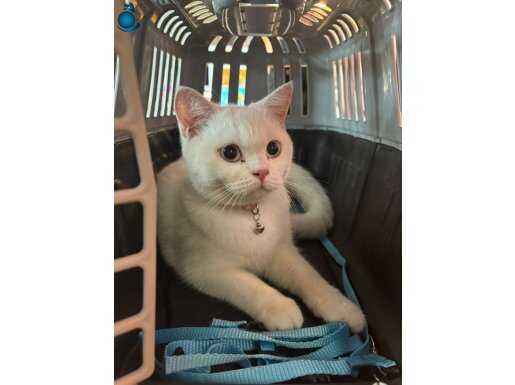 5 Aylık yavru british kedi