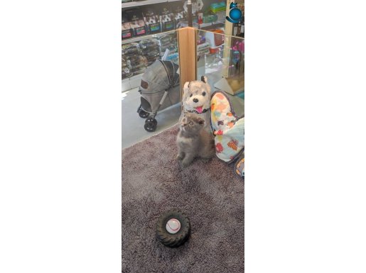 IRK VE SAĞLIK GARANTİLİ SCOTTİSH YAVRULARIMIZ 