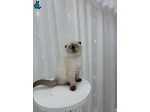 Irk Formu Kusursuz Sosyal Scottish Fold Yavruları