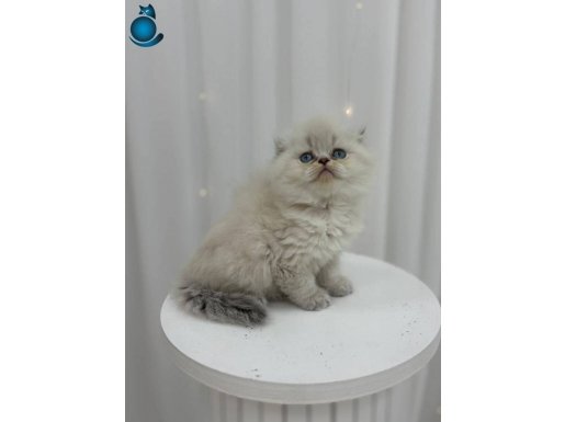 Irk Formu Kusursuz Sosyal Scottish Fold Yavruları