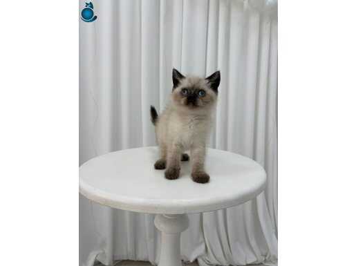 IRK VE SAĞLIK GARANTİLİ BRİTİSH YAVRULARI