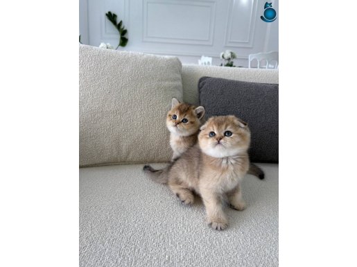 IRK VE SAĞLIK GARANTİLİ SCHOTİSH YAVRULARIMIZ 