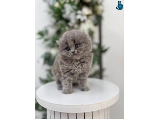 IRK VE SAĞLIK GARANTİLİ SCHOTİSH YAVRULARIMIZ 