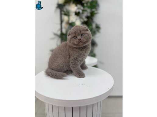 IRK VE SAĞLIK GARANTİLİ SCHOTİSH FOLD YAVRUMUZ 