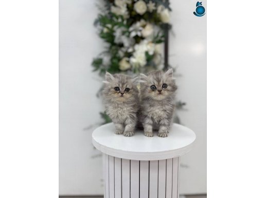 IRK VE SAĞLIK GARANTİLİ BRİTİSH YAVRUMUZ 