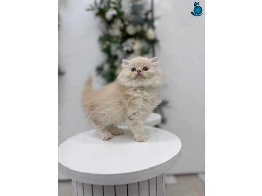 IRK VE SAĞLIK GARANTİLİ BRİTİSH YAVRUMUZ 