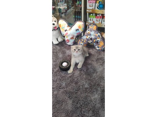 IRK VE SAĞLIK GARANTİLİ SCOTTİSH YAVRULARIMIZ