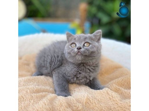 IRK VE SAĞLIK GARANTİLİ BİRİTİSH YAVRULARIMIZ 