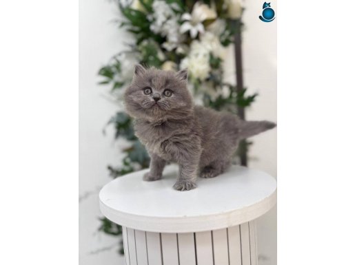 IRK VE SAĞLIK GARANTİLİ BRİTİSH YAVRULARIMIZ 