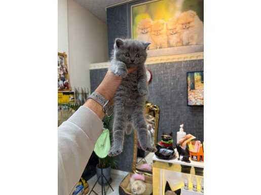 IRK VE SAĞLIK GARANTİLİ BRİTİSH YAVRULARIMIZ 