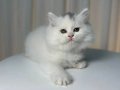 IRK VE SAĞLIK GARANTİLİ BRİTİSH LONGHAİR YAVRUMUZ 