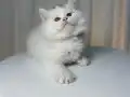 IRK VE SAĞLIK GARANTİLİ BRİTİSH LONGHAİR YAVRUMUZ 