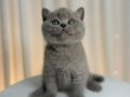 2 Aylık British Shorthair Yavrular