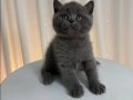 2 Aylık British Shorthair Yavrular