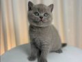 2 Aylık British Shorthair Yavrular
