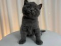 2 Aylık British Shorthair Yavrular