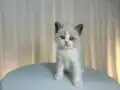 IRK VE SAĞLIK GARANTİLİ BRİTİSH YAVRULARIMIZ 