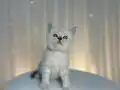 IRK VE SAĞLIK GARANTİLİ BRİTİSH YAVRULARIMIZ 