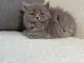 IRK VE SAĞLIK GARANTİLİ BRİTİSH YAVRULARIMIZ 