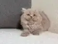 IRK VE SAĞLIK GARANTİLİ BRİTİSH YAVRULARIMIZ 