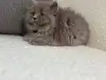 IRK VE SAĞLIK GARANTİLİ BRİTİSH YAVRULARIMIZ 