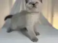 IRK VE SAĞLIK GARANTİLİ BRİTHİS SHORT HAİR YAVRULARIMIZ